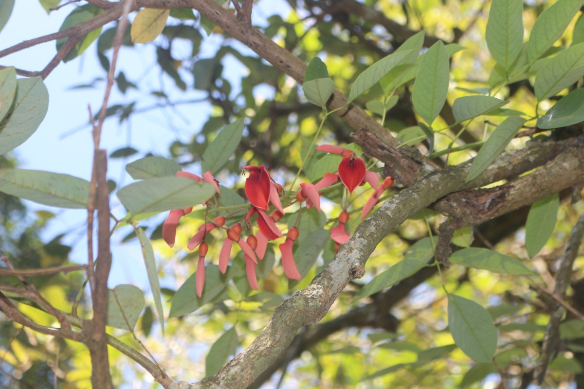 Erythrina crista-galli L.